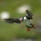 Atlantic Puffin or Common Puffin