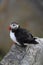 Atlantic Puffin or Common Puffin, Fratercula arctica,Runde, Norway