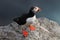 Atlantic Puffin or Common Puffin, Fratercula arctica,Runde, Norway