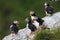 Atlantic Puffin or Common Puffin, Fratercula arctica,Runde, Norway