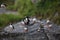 Atlantic Puffin or Common Puffin, Fratercula arctica,Runde, Norway