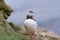 Atlantic Puffin or common puffin, Puffin bird at Latrabjarg, West Fjords, Iceland.