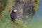 Atlantic Puffin or common puffin, Puffin bird at Latrabjarg, West Fjords, Iceland.