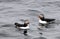 Atlantic Puffin couple float in the sea on a rainy day