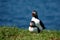 Atlantic Puffin couple posing on Lunga Island in Scotland