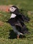 Atlantic Puffin drying wings