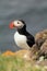 Atlantic puffin at the famous bird breeding place Latrabjarg, showing his profile