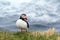 Atlantic puffin at the famous bird breeding place Latrabjarg, showing his profile