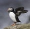 Atlantic Puffin with fish for chick