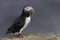 Atlantic Puffin with fish for chick