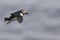 Atlantic Puffin with fish for chick