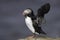 Atlantic Puffin with fish for chick