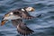 Atlantic Puffin flies over water off the coast of Maine