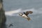 Atlantic puffin in flight along the coast of Skomer Island