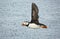 Atlantic puffin in flight over a colony of puffins in water