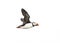 Atlantic Puffin in flight, white background isolated. The clown faced bird. Newfoundland, Canada