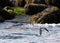 Atlantic puffin flying