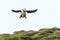 Atlantic puffin  flying above cliff