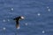 Atlantic puffin flying above sea with sand eel in beak