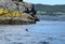 Atlantic Puffin flying low over the ocean surface