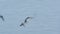 An Atlantic Puffin flying over Skomer Island cliffy coastlin