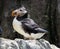 Atlantic Puffin Or Fratercula Arctica