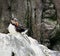 Atlantic Puffin Or Fratercula Arctica