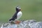 Atlantic puffin, fratercula arctica