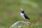 Atlantic puffin, fratercula arctica