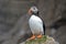 Atlantic puffin, fratercula arctica