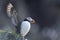 Atlantic puffin, fratercula arctica