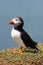 Atlantic Puffin (Fratercula arctica)