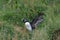 Atlantic Puffin Fratercula arctica, adult with young  Iceland