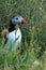 Atlantic puffin, Fratercula arctica, Durholaey, Southern Iceland