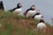 Atlantic puffin & x28;Fratercula arctica& x29; with fish east Iceland