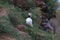 Atlantic puffin (Fratercula arctica) with fish east Iceland