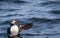 Atlantic Puffin Fratercula arctica flapping wings in water off the coast of Maine