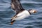 Atlantic Puffin Fratercula arctica flies over water off the coast of Maine