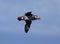 Atlantic Puffin (Fratercula arctica) in flight