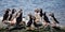 Atlantic Puffin, Fratercula arctica forming a group on a Sea Cliff