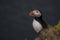 Atlantic puffin (Fratercula arctica) in Latrabjarg cliffs, Iceland