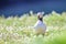 Atlantic puffin, Fratercula arctica in natural habitat.