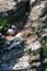 Atlantic Puffin, fratercula arctica, perched on a cliff edge, Flamborough Headland, East Riding