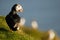 Atlantic puffin Fratercula arctica in Raudinupur, Iceland