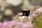 An Atlantic puffin (Fratercula arctica) on a rock from above