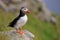 Atlantic puffin (Fratercula arctica), on the rock on the island of Runde (Norway