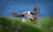 Atlantic puffin (Fratercula arctica), on the rock on the island of Runde (Norway