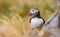 Atlantic puffin (Fratercula arctica), on the rock on the island of Runde (Norway