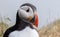 Atlantic puffin (Fratercula arctica), on the rock on the island of Runde (Norway