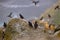 Atlantic puffin (Fratercula arctica), on the rock on the island of Runde (Norway